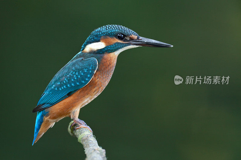 小翠鸟(Alcedo atthis)